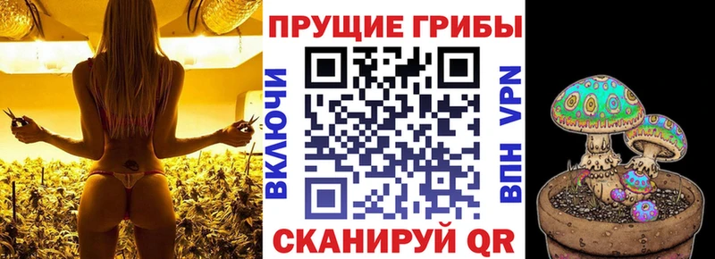наркотики  Георгиевск  Псилоцибиновые грибы прущие грибы 